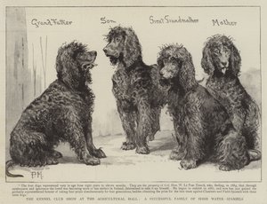 The Kennel Club Show at the Agricultural Hall, a Successful Family of Irish Water-Spaniels by Percy Macquoid