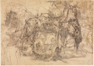 Sketches of Animals (verso) by Perino del Vaga