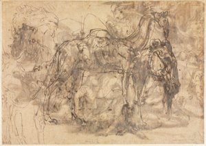 Sketches of Animals verso by Perino del Vaga