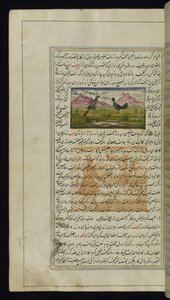 A Hawk and a Hen from Lights of Canopus