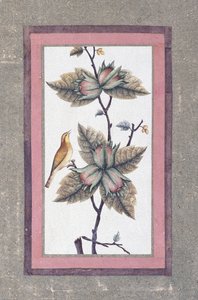 Bird and Flower Study