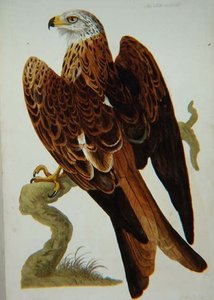 The Kite (Milvus milvus) or Glead, plate from 