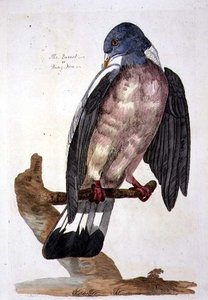 The Queest or Ring Dove, plate from 