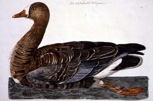 The White-Fronted Goose (Anser albifrons) plate from 