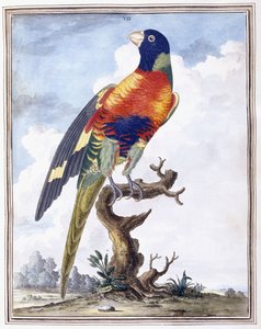 Plate VII