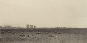 Marshes by the North Sea
