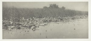 Water-Lilies