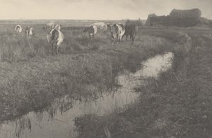 Cattle on the Marshes by Peter Henry Emerson and T.F. Goodall