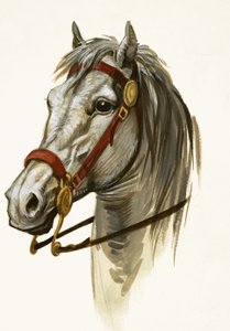 Unidentified horse by Peter Jackson