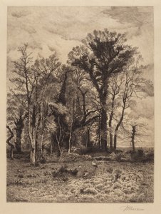 The Edge of the Swamp