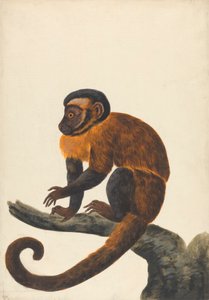 A Capuchin
