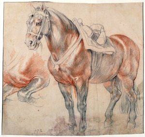 A Saddled Horse by Peter Paul Rubens