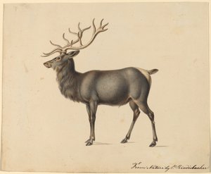 European Elk