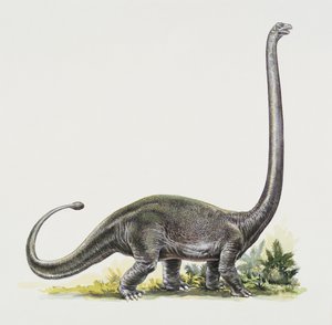 Side profile of an omeisaurus