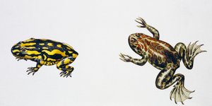 Triadobatrachus massinoti and Palaeobatrachus sp, Artwork by Peter Ross