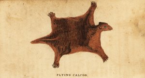Philippine flying lemur, Cynocephalus volans, 1800 by Peter Simon Pallas
