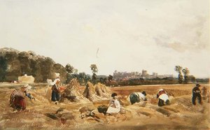 Cornfield, Windsor