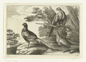 Three Pheasants Various Birds (series title) by Peter van Liesebetten