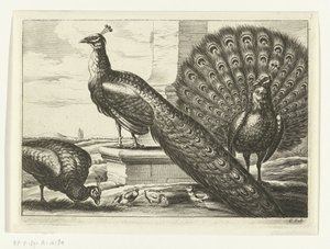 Peacocks by Peter van Liesebetten