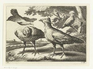 Geese and a Cockatoo