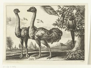 Two ostriches by Peter van Liesebetten