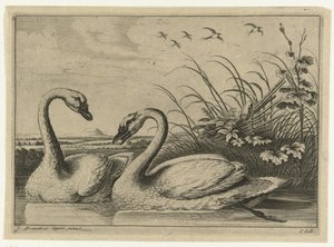 Two Swans, Diversarum Avium Species (series title), Various Birds (series title) by Peter van Liesebetten