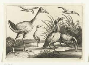 Waterfowl (Various Birds series)