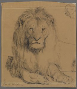 Lion by Philip H. Wolfrom