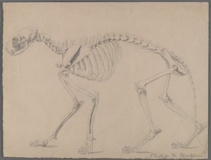 Skeleton of a Cat by Philip H. Wolfrom