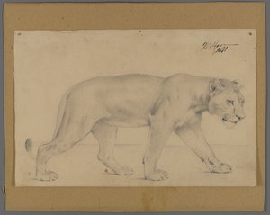 Striding Lioness by Philip H. Wolfrom