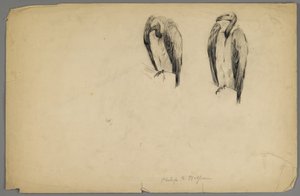 Vultures by Philip H. Wolfrom