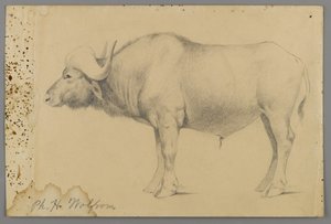 Water Buffalo by Philip H. Wolfrom
