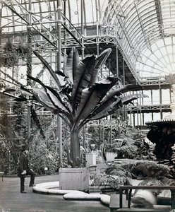 Tropical Plants in the Egyptian Room, Crystal Palace, Sydenham, London, 1854 by Philip Henry Delamotte