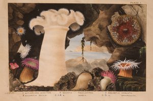 Plate I, study for 