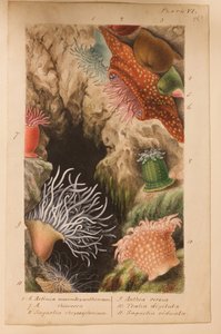 Plate VI, study for 