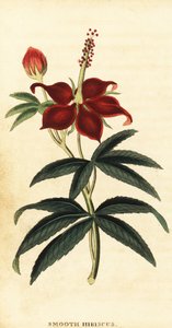 Turkcap, Malvaviscus Arboreus (engraving)