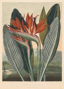 The Temple of Flora, or Garden of Nature: The Queen Flower, 1812 by Philip Reinagle