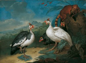 Guinea Fowl and Coati