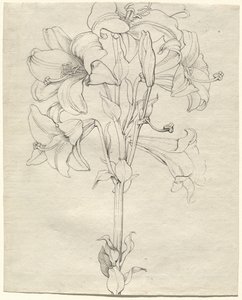 A Stalk of Lilies with Six Blooms
