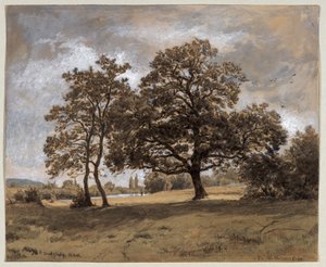 The Otto-Fröhlicher Oak