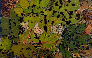 Sycamore attacked by the black fungus Rhytisma acerinum, 1907-09