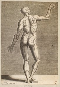 Study of Human Figure with Exposed Tendons and Muscles, Seen from Behind by Philips Galle