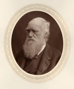 Portrait of Charles Darwin by Photo studio Lock and Whitfield