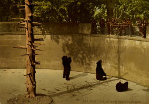 Bern. The Bear Pit.