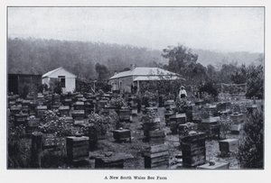 A New South Wales Bee Farm by Photographer Australian
