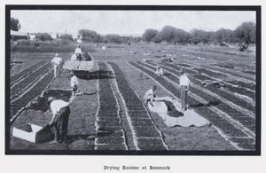 Drying Raisins at Renmark by Photographer Australian
