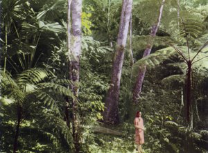 Queensland, Australia: Tropical Jungle (photo)