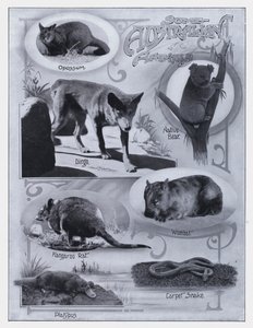 Some Australian Animals by Photographer Australian