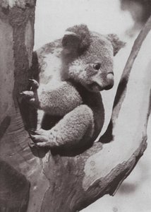 The Unique Koala or Native Bear by Photographer Australian