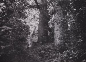 Forest Giants, Stanley Park, Vancouver by Photographer Canadian